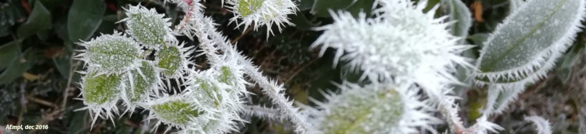 frozen leaves