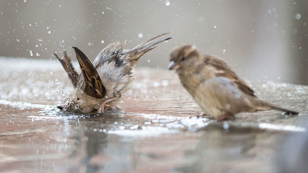 a spatz - BR