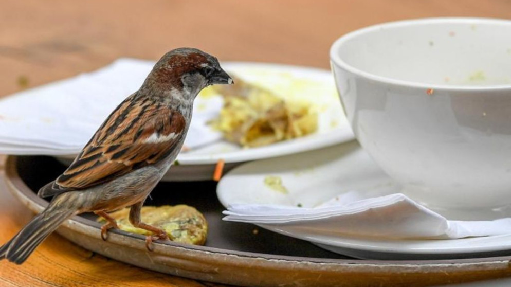 a spatz - BR
